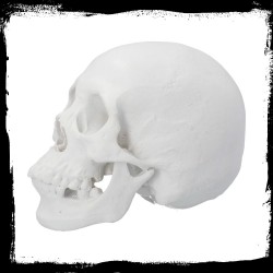 Czaszka Figurka Biała - Yorick 21 cm